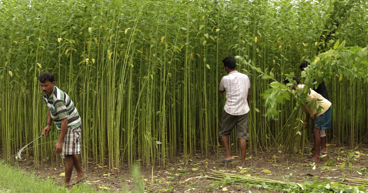 common-jute-species-in-west-bengal-sahapedia