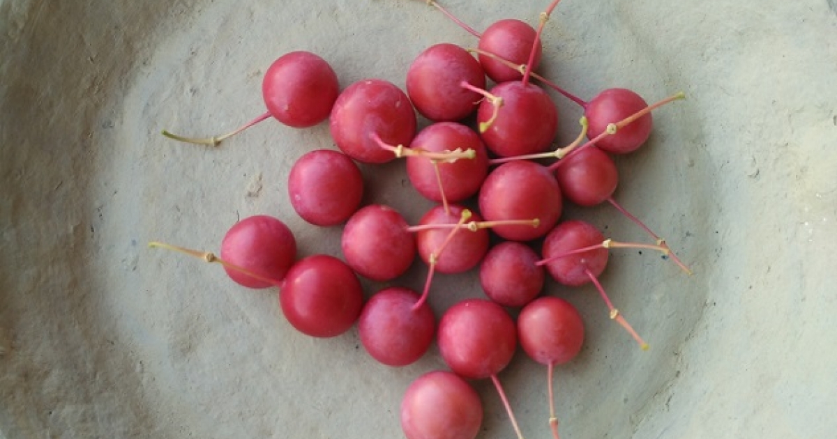 Árbol de hojas agrupadas corteza de pelado de frutas en forma de aceituna roja