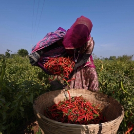 Red chilli is cultivated at Mathania, close to Jodhpur, in Rajasthan, and marketed either whole or in powder form to markets all over India.
