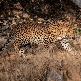 Jhalana Leopard Reserve is the first of its kind in India and is helping the Indian Leopard survive in a small patch of forest on the outskirts of Jaipur city.