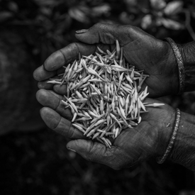 Jasmine is cultivated in the village of Shankarapura by a farming community who are mostly Christians. Everyday the flowers are plucked early morning before they bloom and sent to all parts of Karnataka within the same day through an intricate network of collection and distribution.