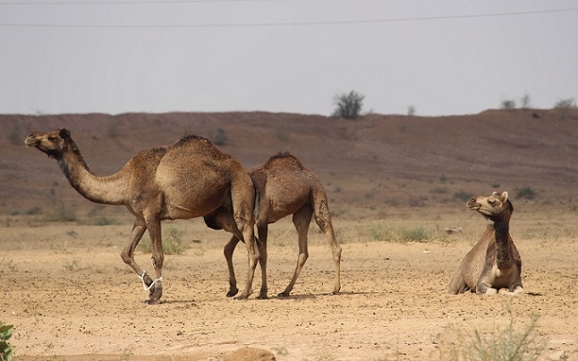 Flora and Fauna in the Thar Desert | Sahapedia