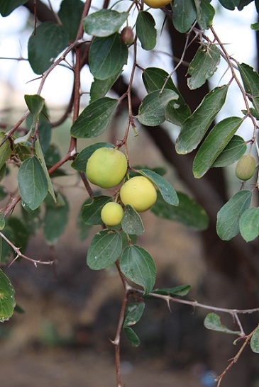 أشجار الفاكهة التي يمكن زراعتها في راجاستان