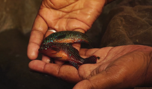 Jewel fish at the Parui household, Domjur 