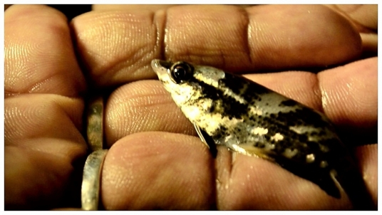 Indigenous Noble Gourami at Domjur