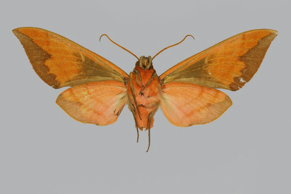 Ampelophaga thomasi male India West Bengal Darjeeling_The Trustees of the Natural History Museum London