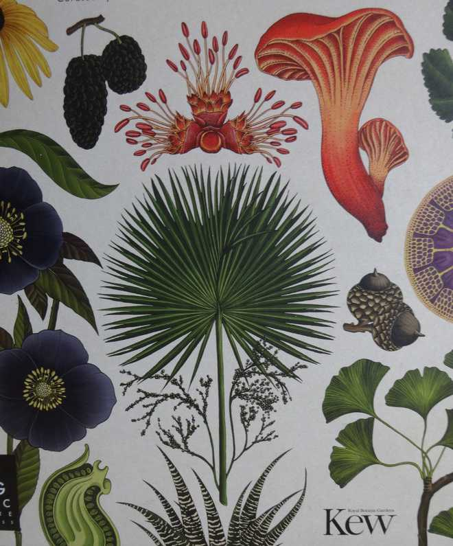 Botanicum, Prof. Kathy Willis, Kew Gardens, plant paintings, Courtesy: The Tribune