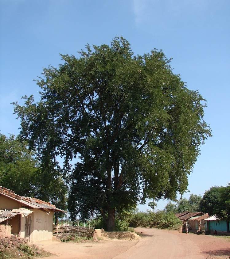 A Tamarind Tree 