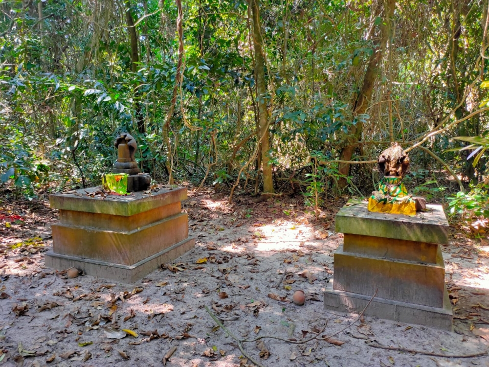 Fig. 1: A sarppakavu in Karunagappally, Alappuzha district of Kerala. Occasional pujas are conducted here on special days. The idols are wrapped in silk cloth and adorned with turmeric powder 