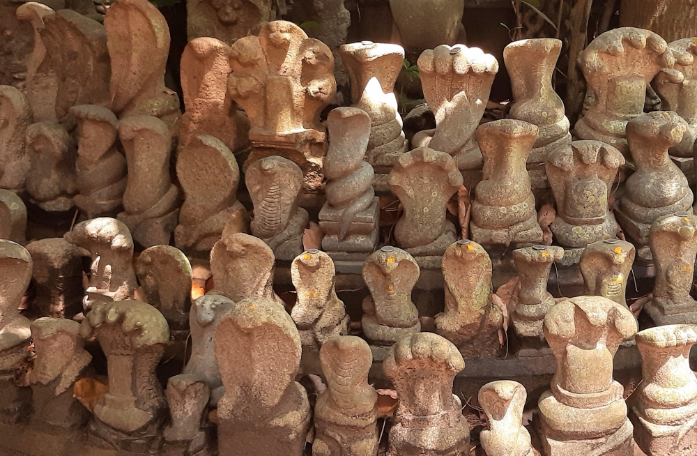 Fig. 4: Serpent idols at Mannarasaqla Sree Nagaraja temple. These idols are theriomorphic structures in which the idols are made as complete snakes with single or multiple hoods. The hoods are carved in such a manner that there is an odd number of hoods in a single idol (Courtesy. Devika B) 
