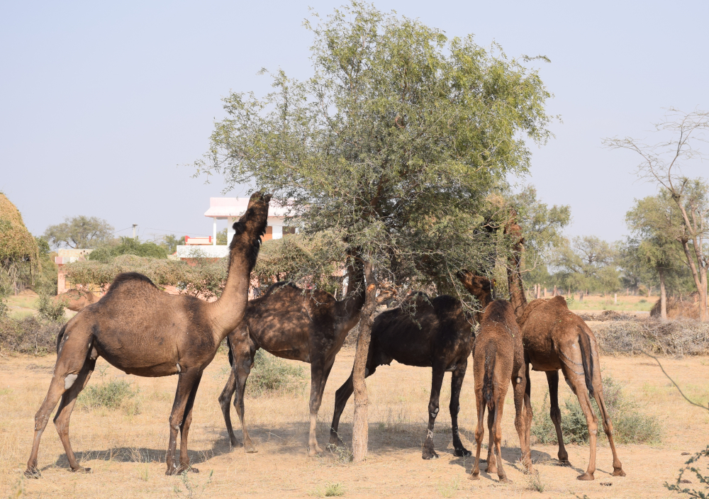 khejri trees with camels, rajasthan, courtesy: Dr S Natesh