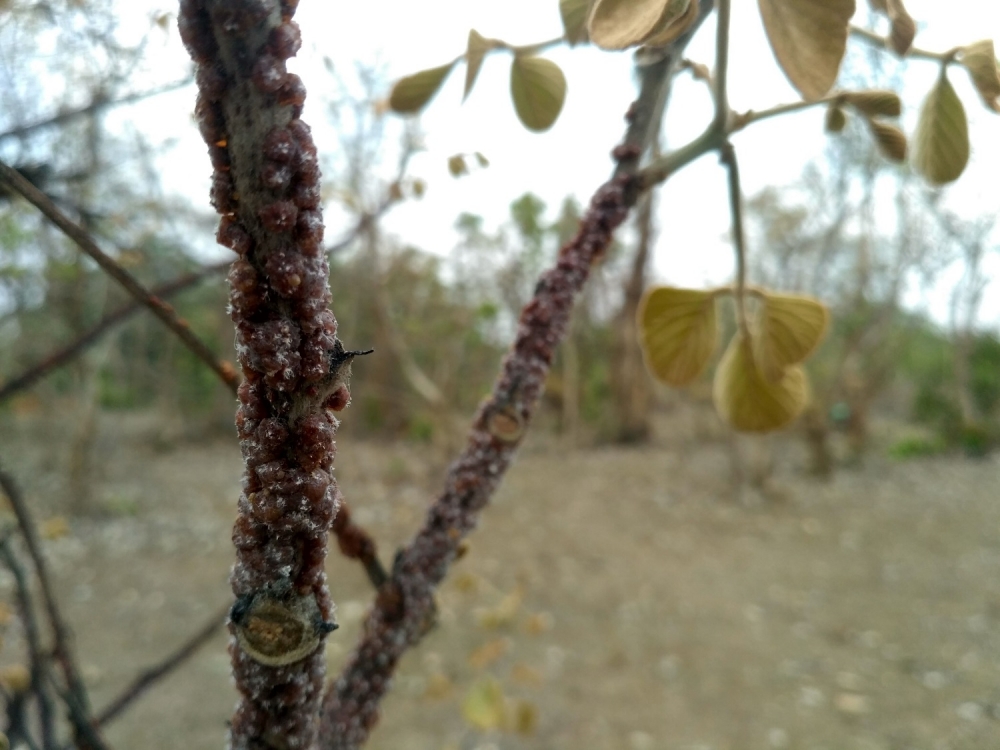 Lac forming on the stem of a Palash tree