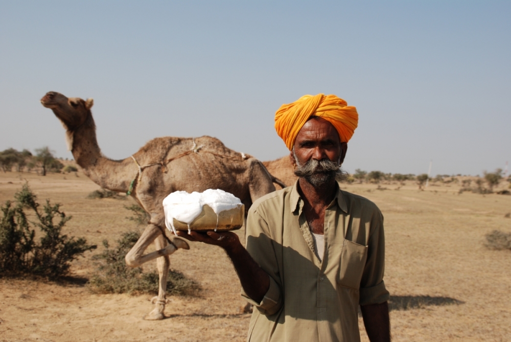 Camel Cultures of India | Sahapedia