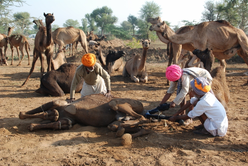 Camel Cultures Of India Sahapedia