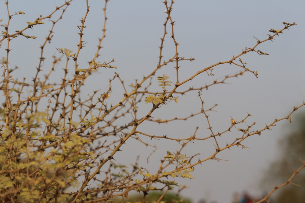 Tree/shurbs with horny branches....