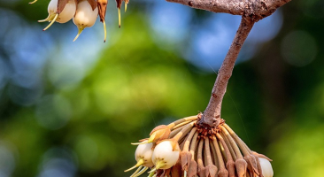 Mahua: the tree of life and spirit/ महुआ : लौकिक और पारलौकिक जीवन का ...