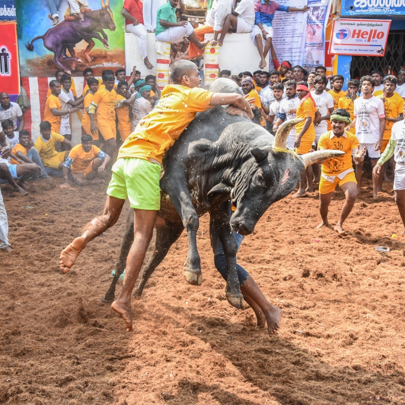 Man and bull locked in fight, Alanganallur, Jallikattu, 2017