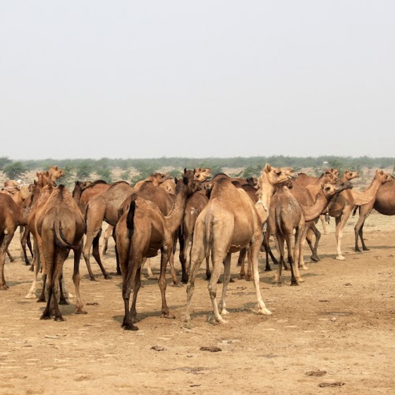 Camel Herds at Banni Grasslands