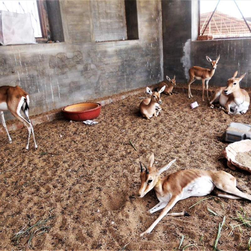 Bishnois of Western Rajasthan: A Culture of Nature Conservation | Sahapedia Bishnois of Western Rajasthan: A Culture of Nature Conservation | Sahapedia