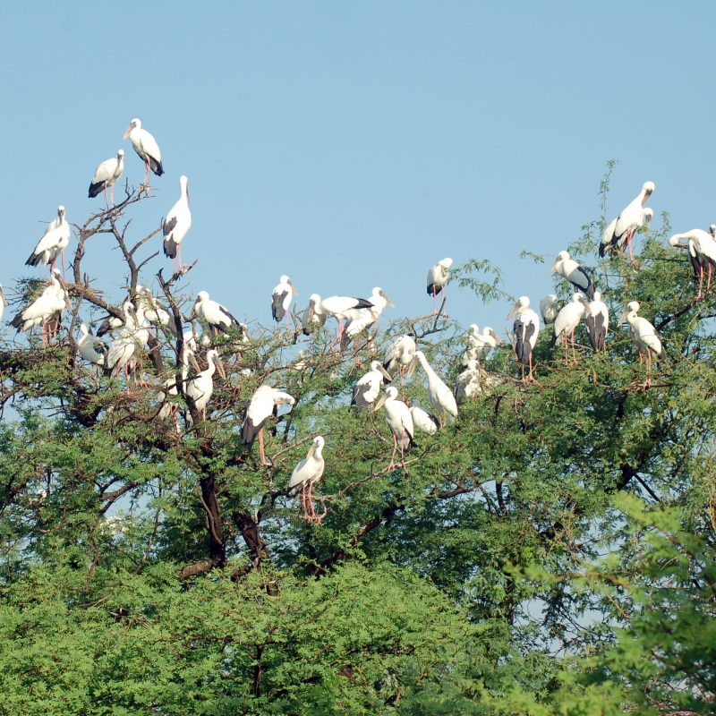 Keoladeo National Park and its importance in relation to the Ciconiidae  (Stork) family | Sahapedia