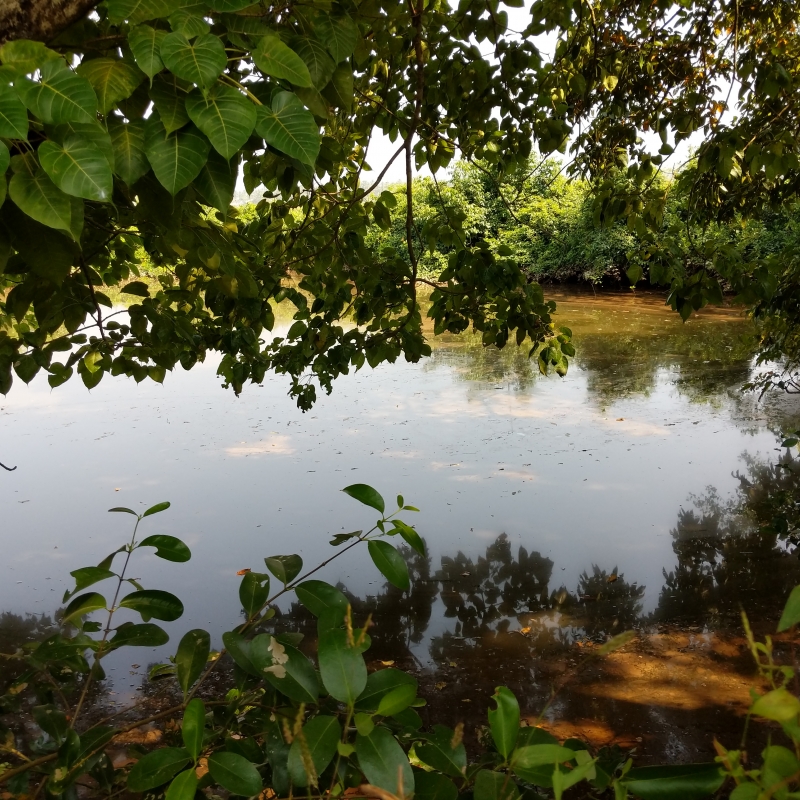 A holding pond filled up with freshwater (Courtesy: George Jerry Jacob)