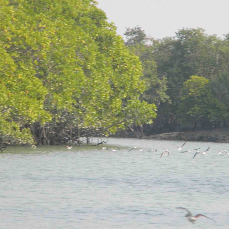 Islands of Sundarbans