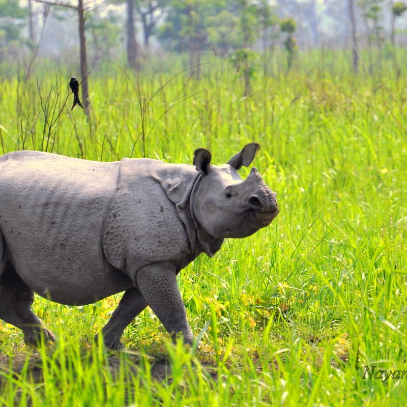 Indian rhinoceros. Photograph by Nayan Jyoti Das. 
