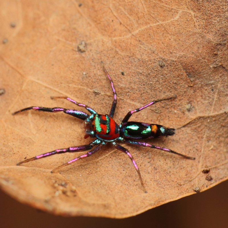 A Jumping Spider. By Atul Vartak 