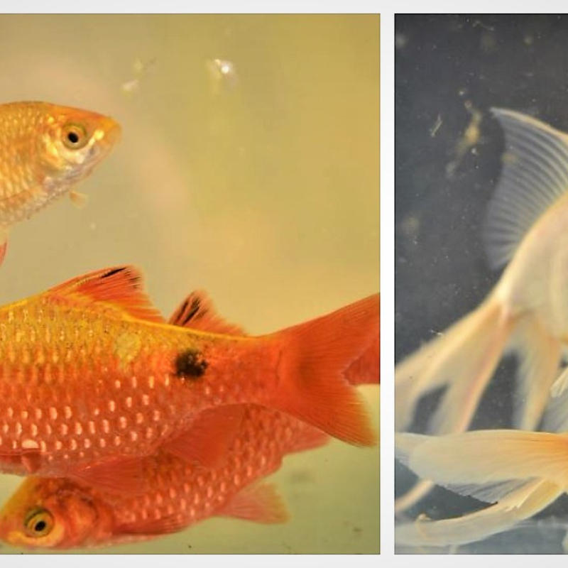 home aquarium and ornamental fish culture