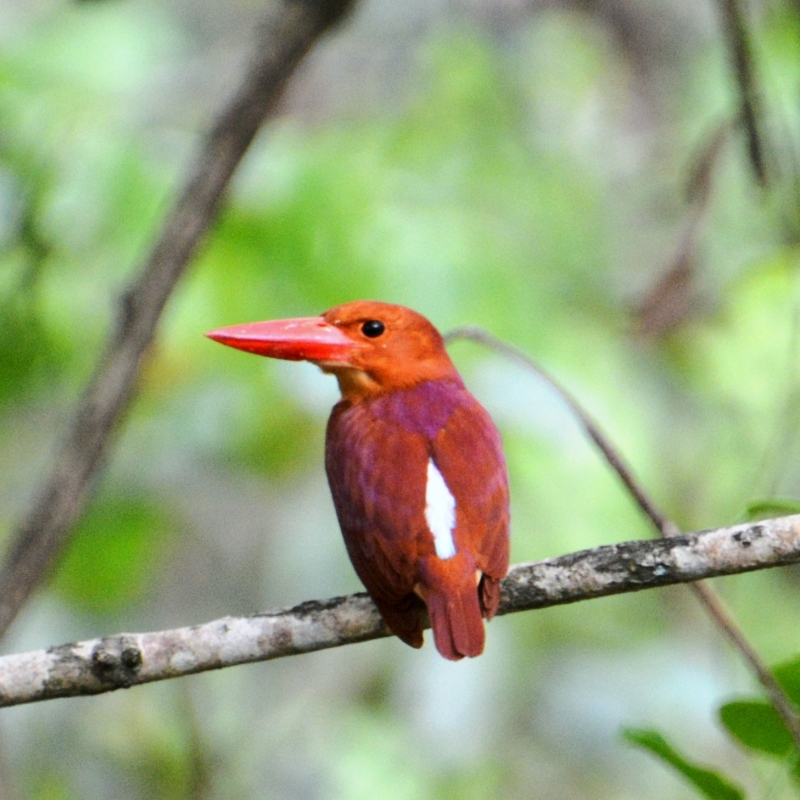 Birds of Manas National Park | Sahapedia
