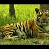 Embedded thumbnail for Sundarbans: A Visual Tour