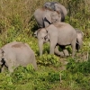 Embedded thumbnail for Asian Elephant, Manas 