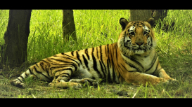 Embedded thumbnail for Sundarbans: A Visual Tour