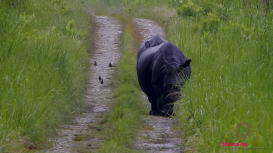 Embedded thumbnail for Greater one-horned rhinoceros at Manas National Park