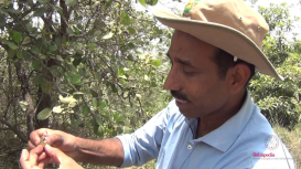 Embedded thumbnail for Walkthrough of Yamuna Biodiversity Park 