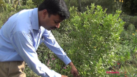 Embedded thumbnail for Walkthrough of Butterfly Conservatory, Yamuna Biodiversity Park 