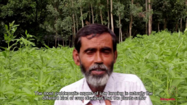 Embedded thumbnail for Jute Cultivation